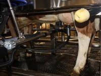 DeLaval_Nachhaltigkeit_IMG_4343.jpg 