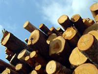 hilz7.jpg Holz, Wald, Forst