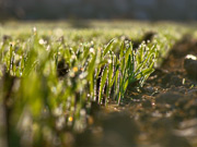 af_Gersteim1Blatt.jpg Gerste