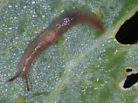 schnecke.jpg 