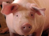 schwein