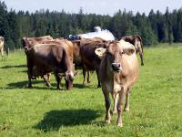 Braunvieh_Weide_Sommer.jpg 