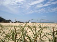 Australien_Strand_Pflanzen.jpg 