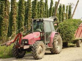 Die deutschen Hopfenbauern erwarten in diesem Jahr eine Gesamternte von 637.000 Zentnern. 623.000 davon entfallen auf die Hallertau. &copy; bem