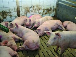 Auch wenn auf den ersten Blick die Unterschiede, auf den Erl�s bezogen, nicht so gro� erscheinen, wird es doch erhebliche Verschiebungen pro Betrieb und Einzeltier geben. 