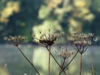 Herbst_Blumen_Spinnennetz.jpg 