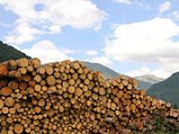 Holz-15.jpg Wald, Forst