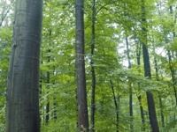 3_Vordruck_DLG_Forsttagung_Foto_Wald.jpg 