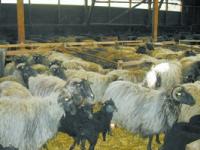 05_Blauzungenimpfung_Schafe.jpg 