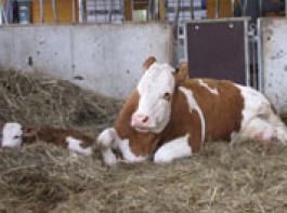 Nach dem Kalben ist die Gefahr des Festliegens gro�, weil viel Calcium f�r die Milchbildung mobilisiert werden muss.&copy; Riesberg