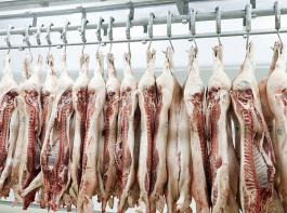 Der Mastschweinepreis liegt diese Woche bei 1,55 Euro je Kilogramm.&copy; drx/fotolia.de