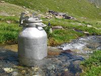 Milchkanne.jpg 