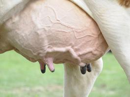 Der Export von Milchprodukten bewegt sich weiterhin auf hohem Niveau und liegt zumindest f�r die USA sogar �ber den Vorjahreswerten. &copy; Krick/agrar-press