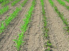 Bei den in Norddeutschland im Anbau gebr�uchlichen �ko-Silomaissorten handelt es sich ausnahmslos um Hybriden.
