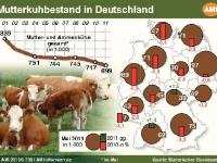 _BLW_AMI_Mutterkuehe_G 