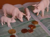 Schweine_Preise.jpg 
