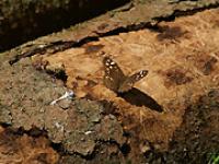 Baum4.jpg Wald, Holz, Baum