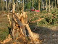 Wald.jpg Wald, Forst