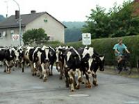 lp-rinder2.jpg Kuh, Rind