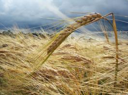 Braugerstensorten f�r �kobauern