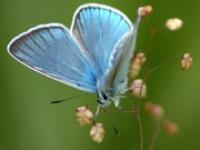 ft_AlainGaymard.JPG Schmetterling