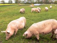 Bioschweine_Weide.jpg 
