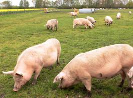 �koanbauverband L�Agence bio legte aktuelle Jahreszahlen zur Biolandwirtschaft in Frankreich vor. &copy; uschi dreiucker/pixelio