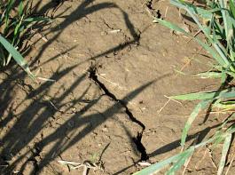 Spaniens Landwirte leiden schon seit Monaten unter einer extremen Trockenheit. &copy; Christian M�hlhausen/www.landpixel.de