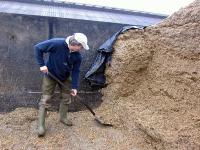 Maissilage.jpg 
