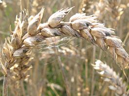 An den �berst�ndigen Weizen�hren bilden sich bereits Spinnweben.&copy; Graf