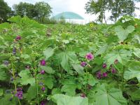  bl�hstreifen