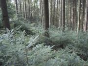 Teaser Bild