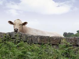 Der Weidegang ist Teil des Nachhaltigkeitsprofils, dass die Molkerei f�r all ihre Mitglieder anstrebt.&copy; Reiner Pflamminger / aboutpixel.de