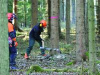 _Baumf�llen5.JPG D 