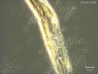 Zellulose_Bakterium_web.jpg 
