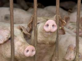 F�r viele Schweinehalter ist die Umstellungspflicht das Aus f�r die Sauenhaltung.&copy; M�hlhausen/landpixel