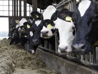 Holsteinkuehe.jpg 