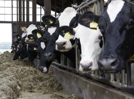 Die Produktion von Kuhmilch stieg um 1,5 Prozent - wesentlich geringer als die bei Schafmilch: Hier lag das Plust bei 11,7 Prozent.&copy; M�hlhausen/landpixel