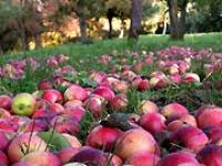apf.jpg Apfel