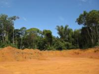 ft_Urwald_Rodung_guenterman.jpg Urwald, Rodung