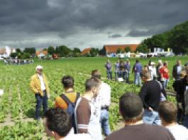 Da nematodenresistente Zwischenfr�chte wie Gelbsenf oder �lrettich zurzeit knapp und teuer sind, werden die Landwirte bei Bedarf auf die neuen leistungsstarken nematodentoleranten R�bensorten ausweichen. &copy;  Raupert