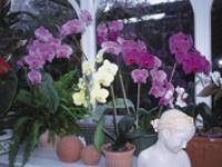 01_Orchideen-im-Wiontergart.jpg 