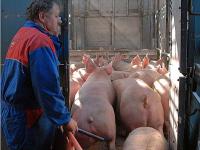 mastschwein_transporter2.jpg 