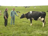 Milchk�he_Weide_obu.jpg Milchkuh, Weide, Landwirt 