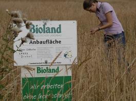Der Vorsitzende der Agrarsozialen Gesellschaft, Dr. Martin Wille, sieht keine Aussicht auf die Umsetzung des 20-Prozent-Fl�chenziels im �kolandbau. &copy; landpixel.de
