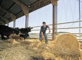Matthias Daun im Stall des elterlichen Betriebs in H�rscheid/Vulkaneifel. 