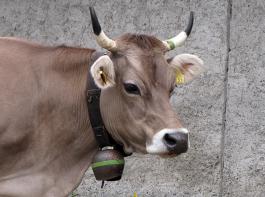 Viele robuste OB-Tiere gibt es auch heuer auf der JOBA zu sehen. � Riesberg