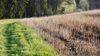 Ma�nahmen wie Winterbegr�nung und Mulchsaat sind auch f�r KULAP-Neueinsteiger noch m�glich. 