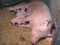 Muttersau_BLE.jpg Muttersau, Ferkel