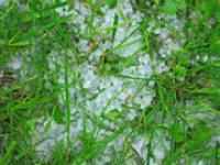 af_Hagelkorner.jpg Hagelk�rner, Hagel